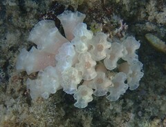 Fasciolariidae