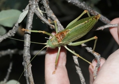 Paracyrtophyllus excelsus