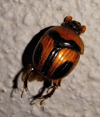 Bolbocerosoma confusum