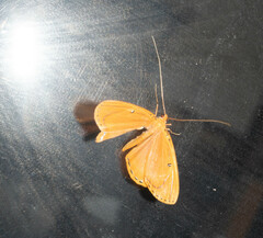 Palyas divitaria
