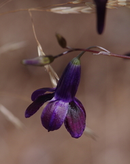 Conanthera campanulata