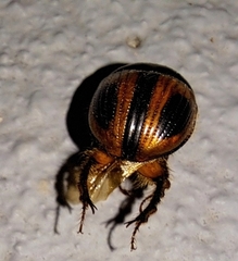 Bolbocerosoma confusum