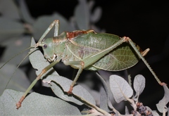 Paracyrtophyllus excelsus