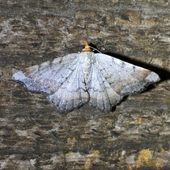 Macaria distribuaria