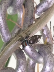 Cosmophasis micarioides