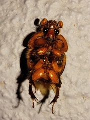 Bolbocerosoma confusum