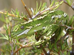 Naultinus gemmeus
