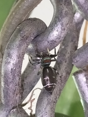 Cosmophasis micarioides