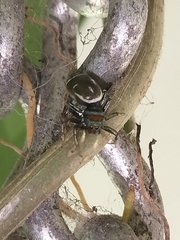 Cosmophasis micarioides