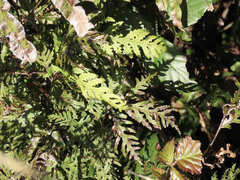 Pteris macilenta