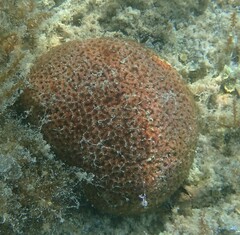 Dichocoenia stokesii