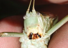 Paracyrtophyllus excelsus