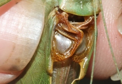 Paracyrtophyllus excelsus