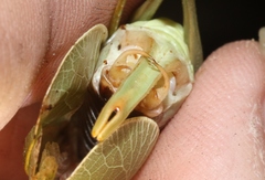 Paracyrtophyllus excelsus