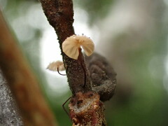 Marasmius pulcherripes