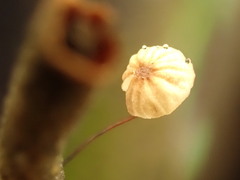 Marasmius pulcherripes