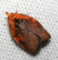 Gonionota