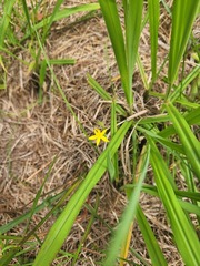 Hypoxis hirsuta