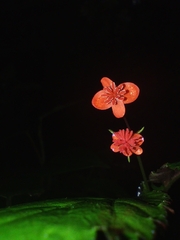 Begonia urticae