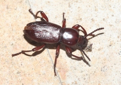 Argoporis rufipes