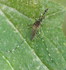 Aedes alboannulatus