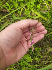 Spiranthes australis