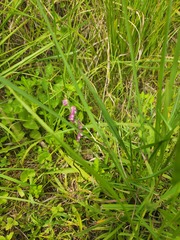 Spiranthes australis