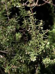 Leptecophylla juniperina
