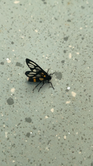 Amata sperbius