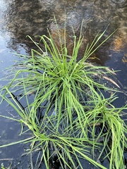 Leptochloa panicea