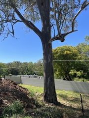 Eucalyptus tereticornis