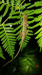 Anolis polylepis