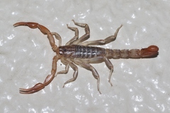 Vaejovidae