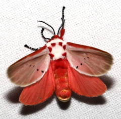 Trosia nigropunctigera