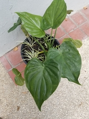 Alocasia cucullata