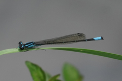 Acanthagrion trilobatum