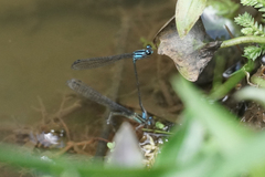 Acanthagrion trilobatum