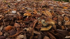 Psilocybe allenii