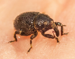 Decilaus