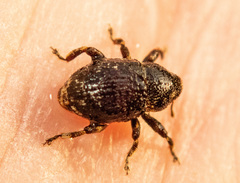 Decilaus