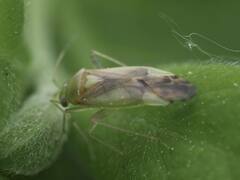 Adelphocoris lineolatus