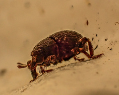 Decilaus