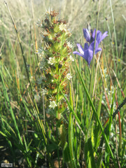 Echiostachys incanus