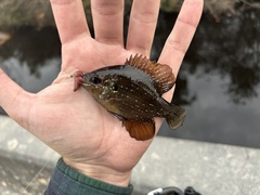 Enneacanthus gloriosus