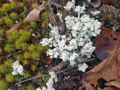 Stereocaulon saxatile