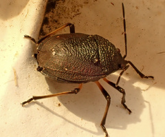 Platycoris