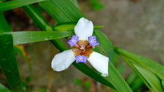 Trimezia