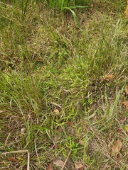 Ottochloa gracillima