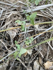 Maurandya antirrhiniflora
