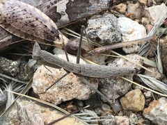 Litaneutria ocularis